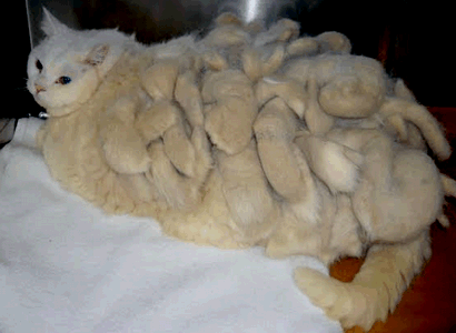 толстая кошка с колтунами